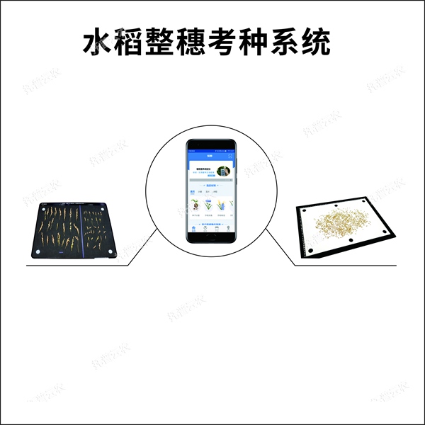 稻谷穗形粒數(shù)考種儀：水稻穗形粒數(shù)指標(biāo)測量，考種分析